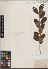 Foto von Salix cinerea L.